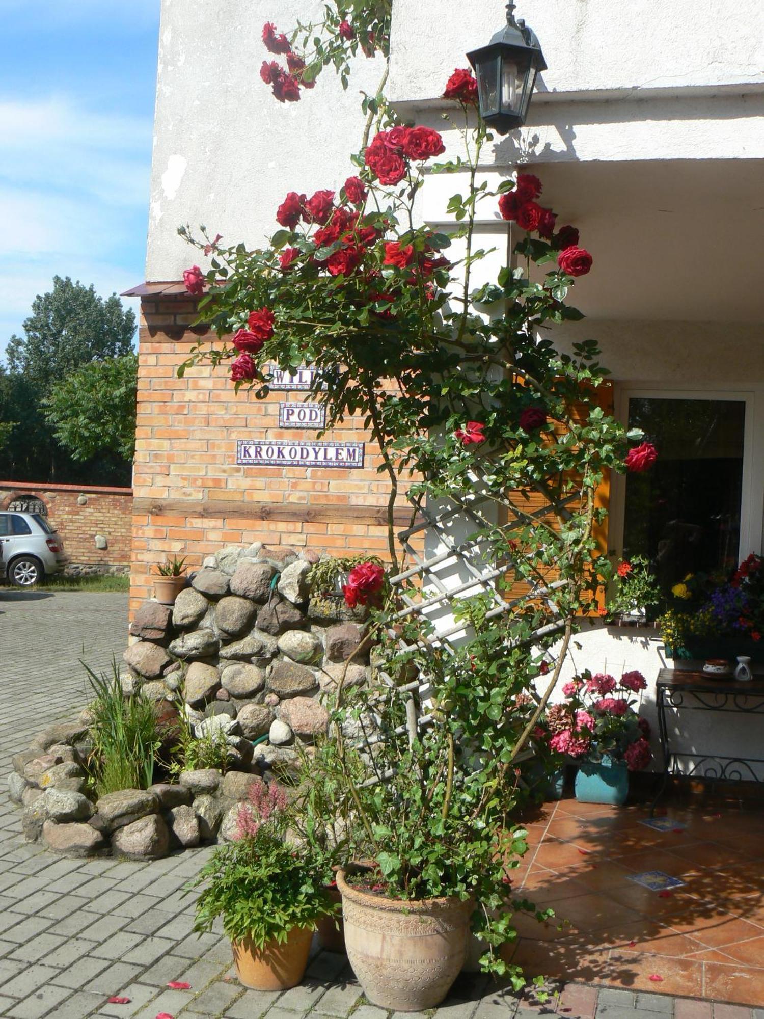 Willa Pod Krokodylem Łeba Exterior foto